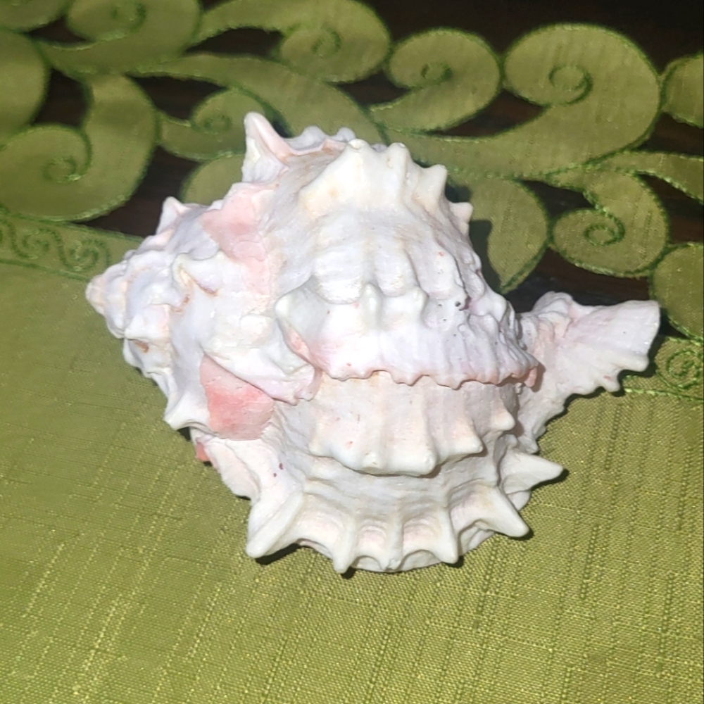 Elegant White and Pink Conch Shell Decor